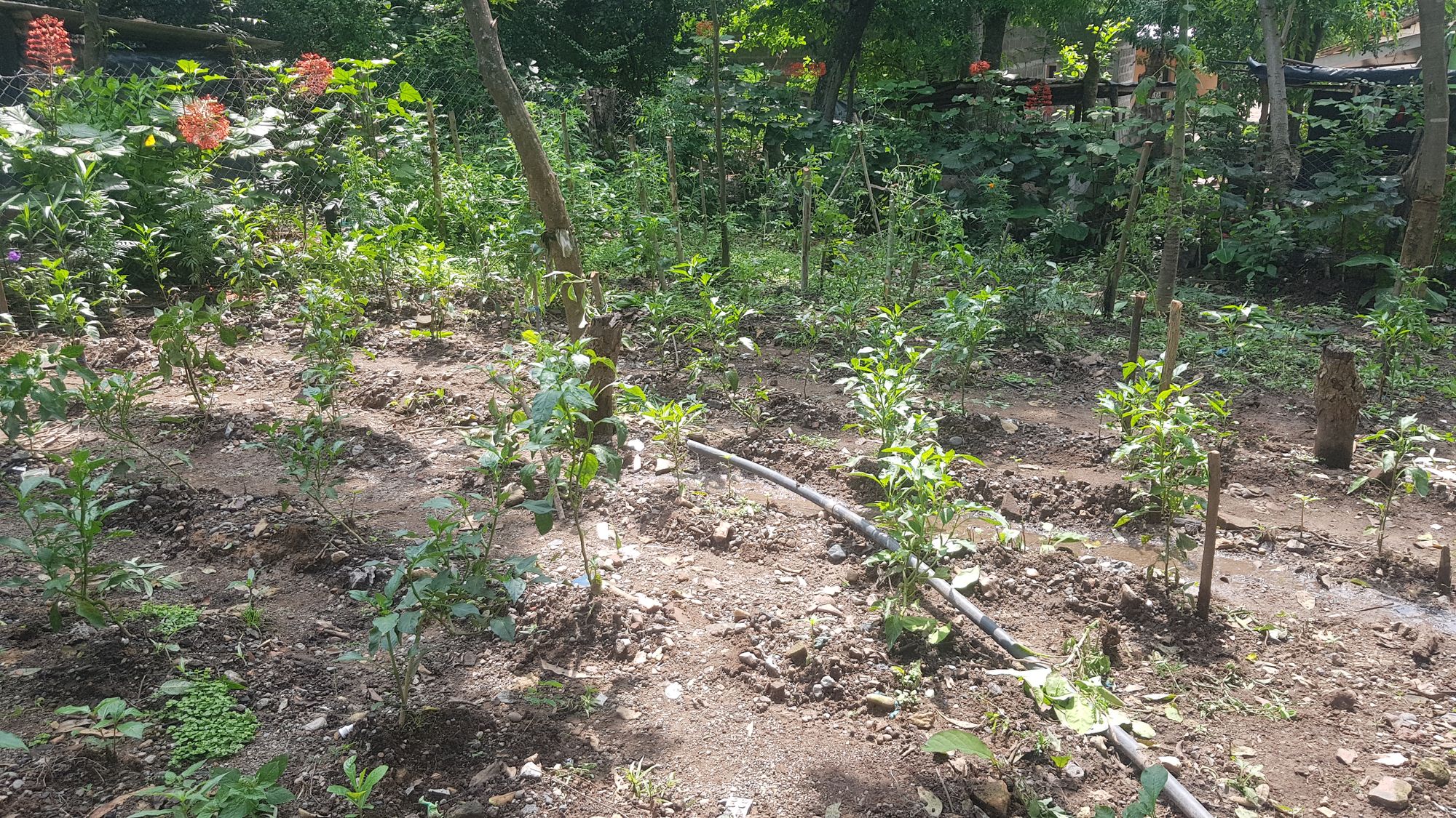 Irrigation de 14 jardins familiaux avec El Bloque