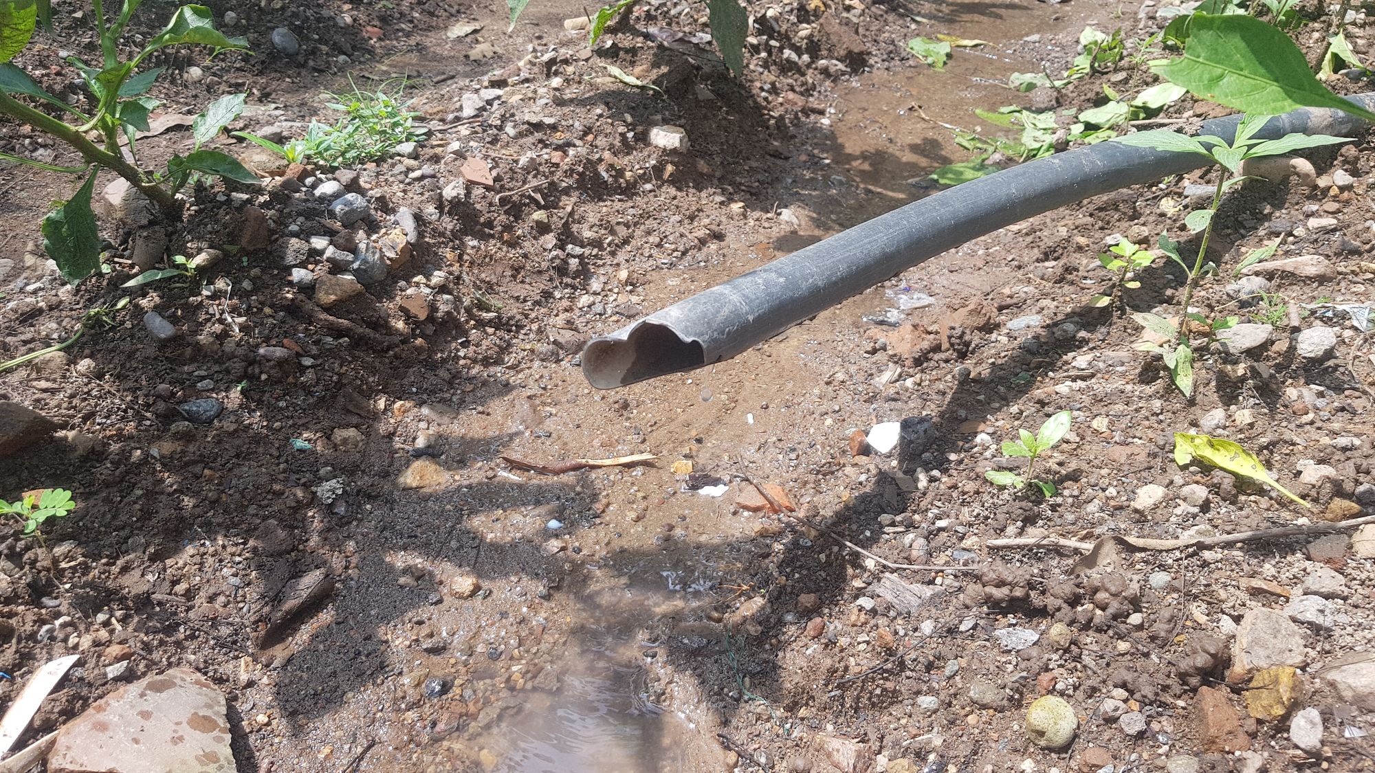 Irrigation de 14 jardins familiaux avec El Bloque