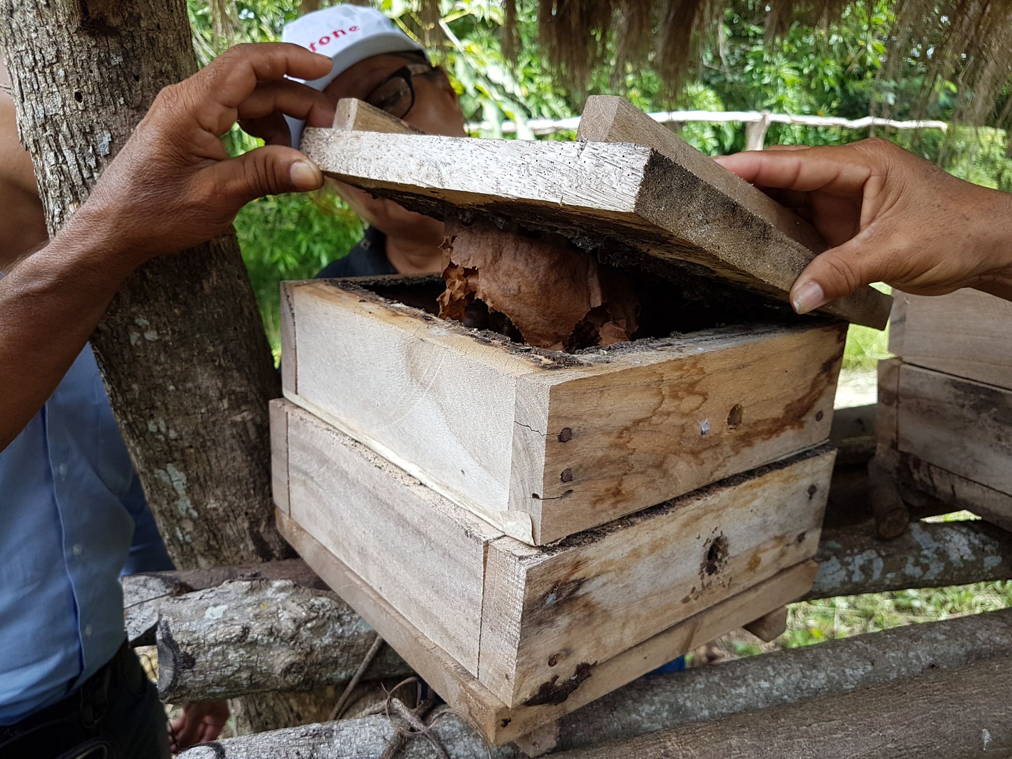 Ruches à abeilles avec la COPRAJ