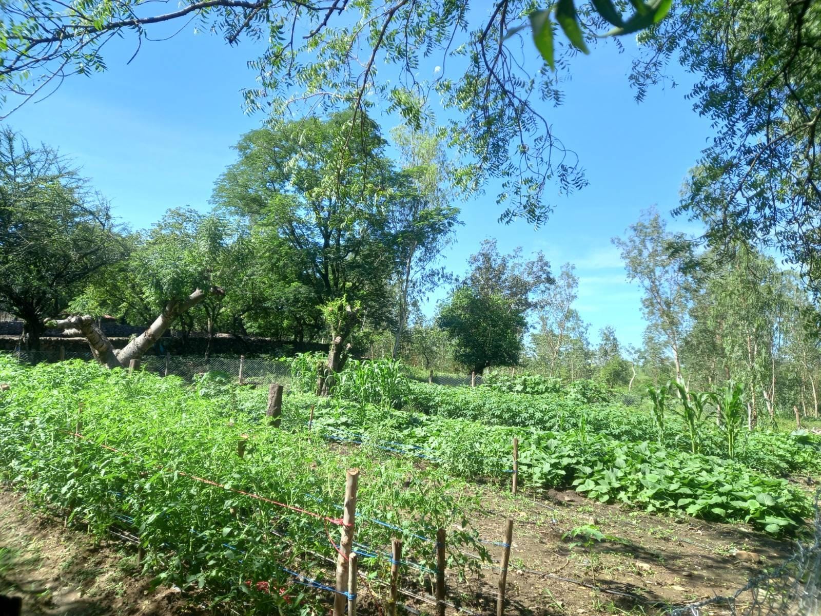 Irrigation de 14 jardins familiaux avec El Bloque