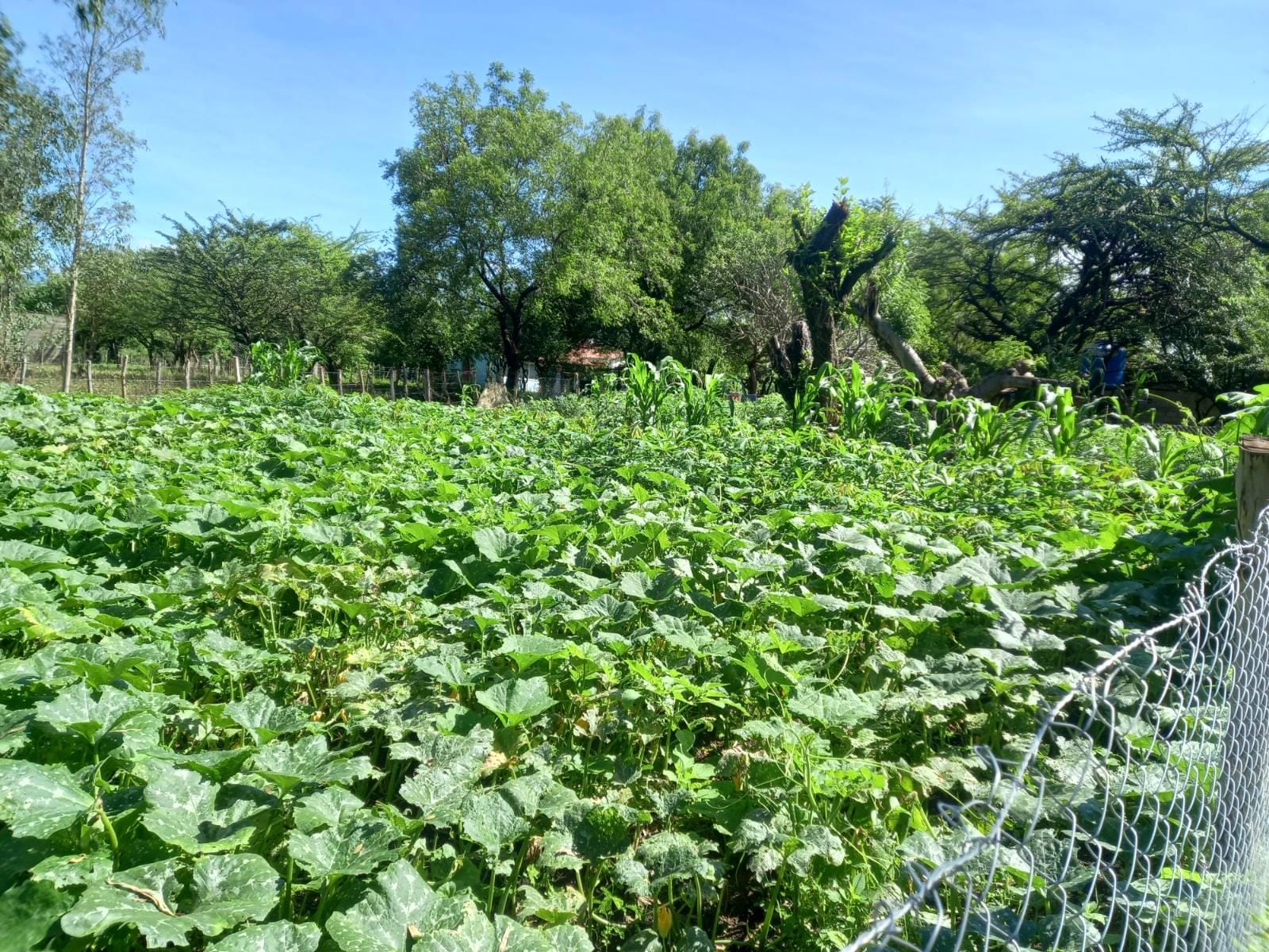 Irrigation de 14 jardins familiaux avec El Bloque